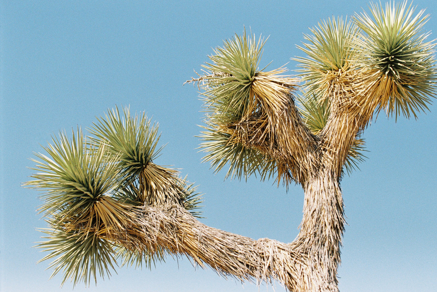 Joshua Tree In The Californian Sun Film Print