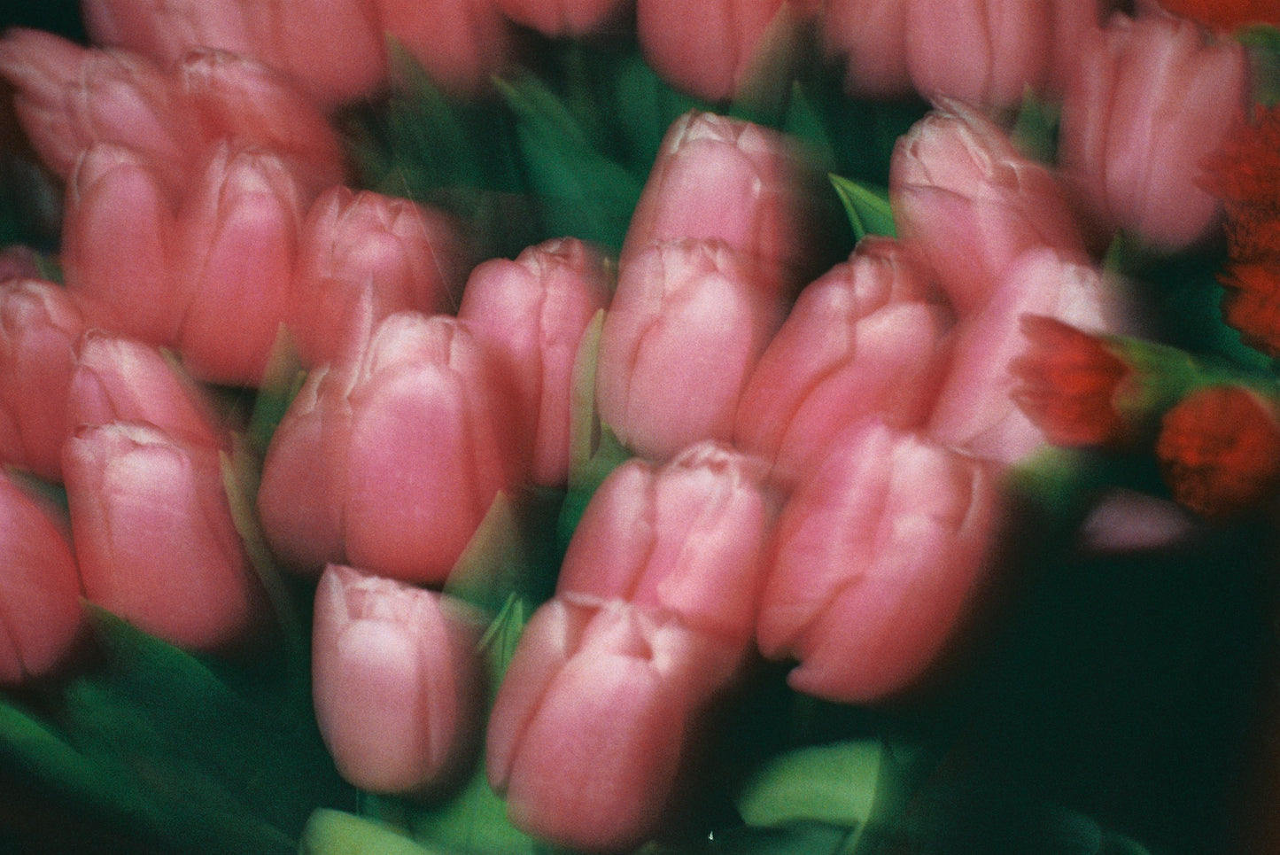 Blurred Pink Tulips Film Print