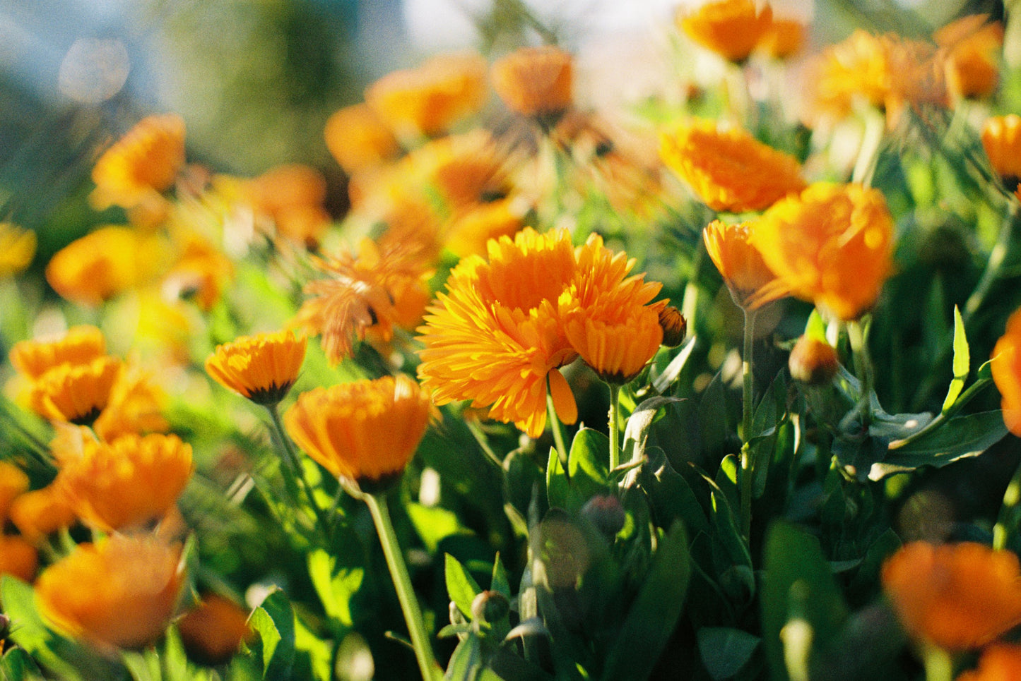 Side Of The Road Marigolds Film Print