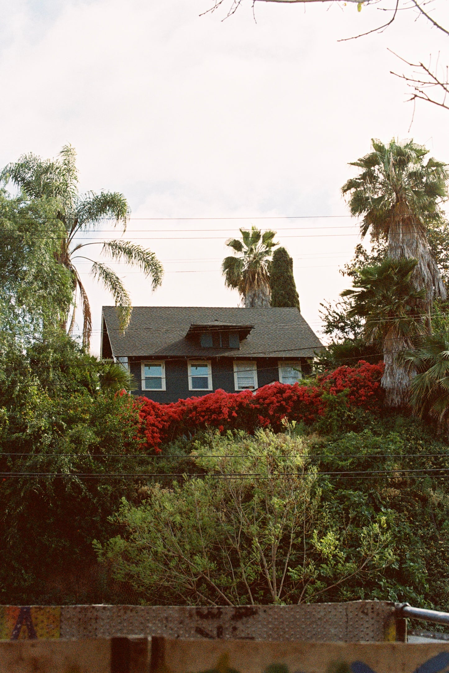 Overgrown and Purple Film Print