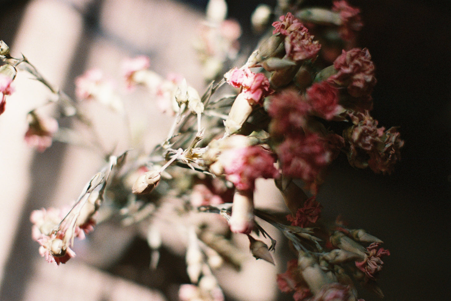 Dried Pink Flowers Film Print