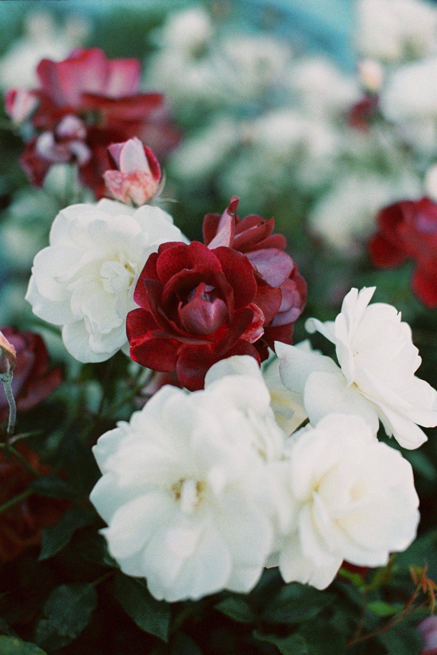 White and Red Roses Film Print