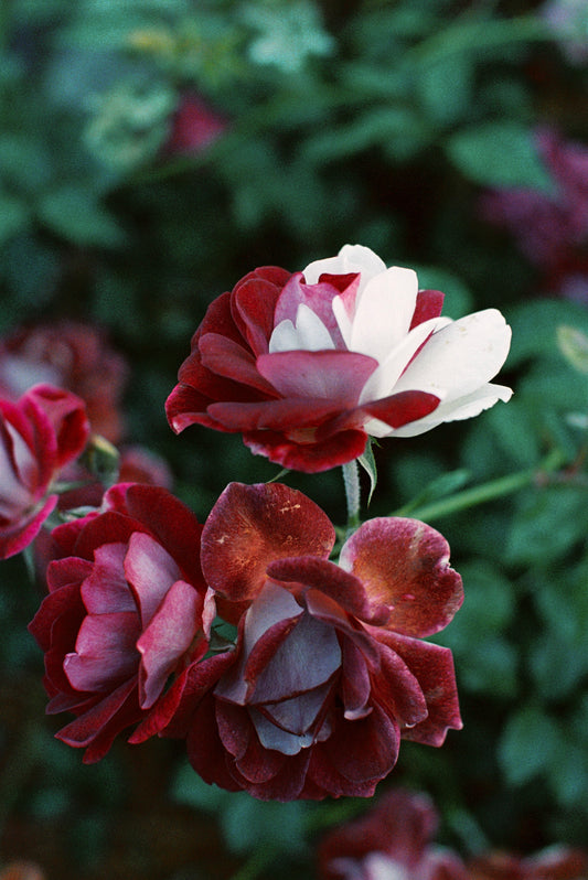 Red and White Roses Film Print