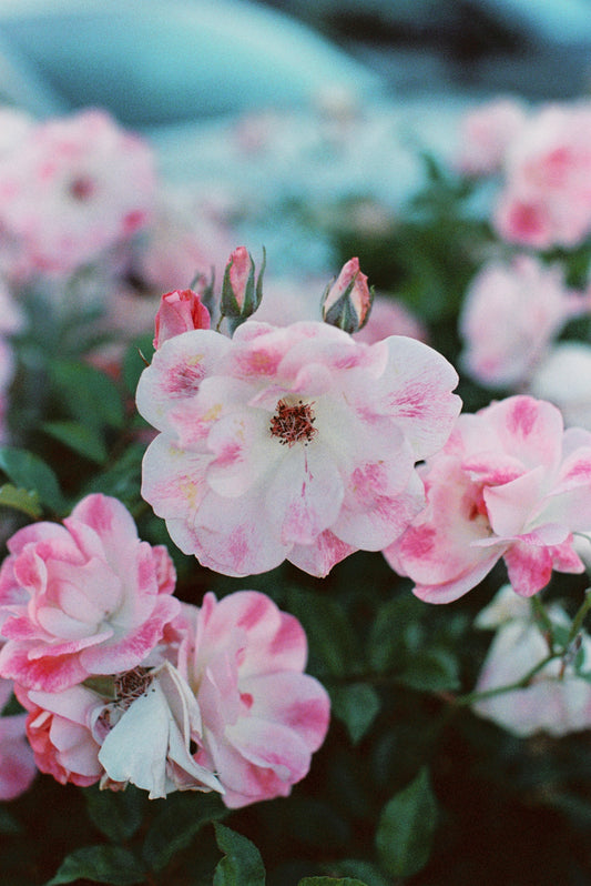 Pink and White Roses Film Print