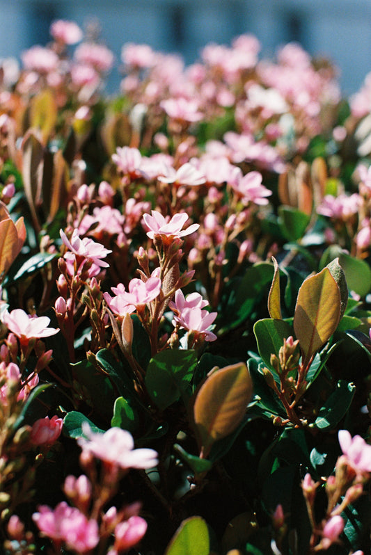Pink Rhaphiolepis Film Print