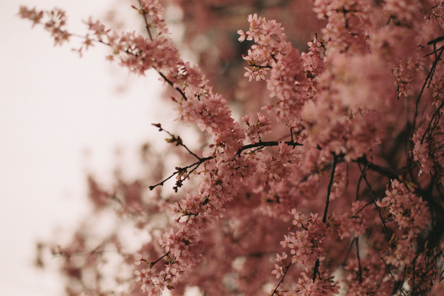 Washington Cherry Blossoms Film Print