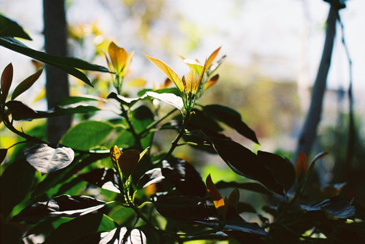 Yellow and Green Leaves Film Print