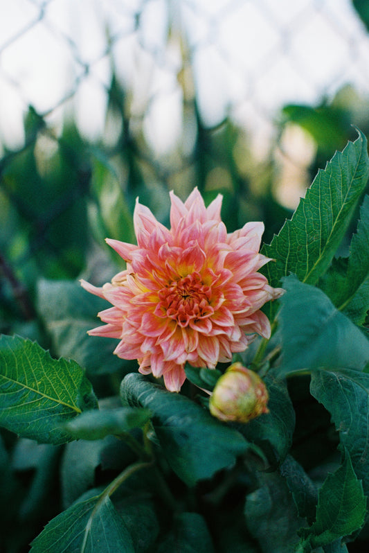 Pink Dahlia Film Print