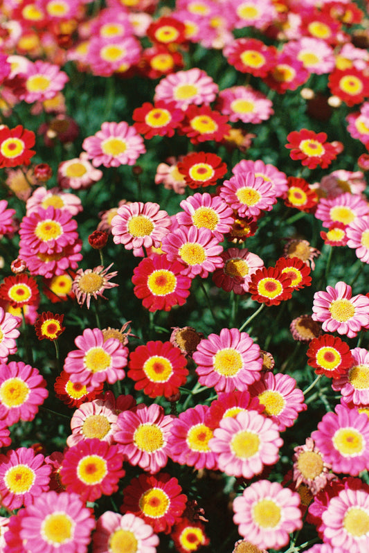 Red and Pink Daisies Film Print