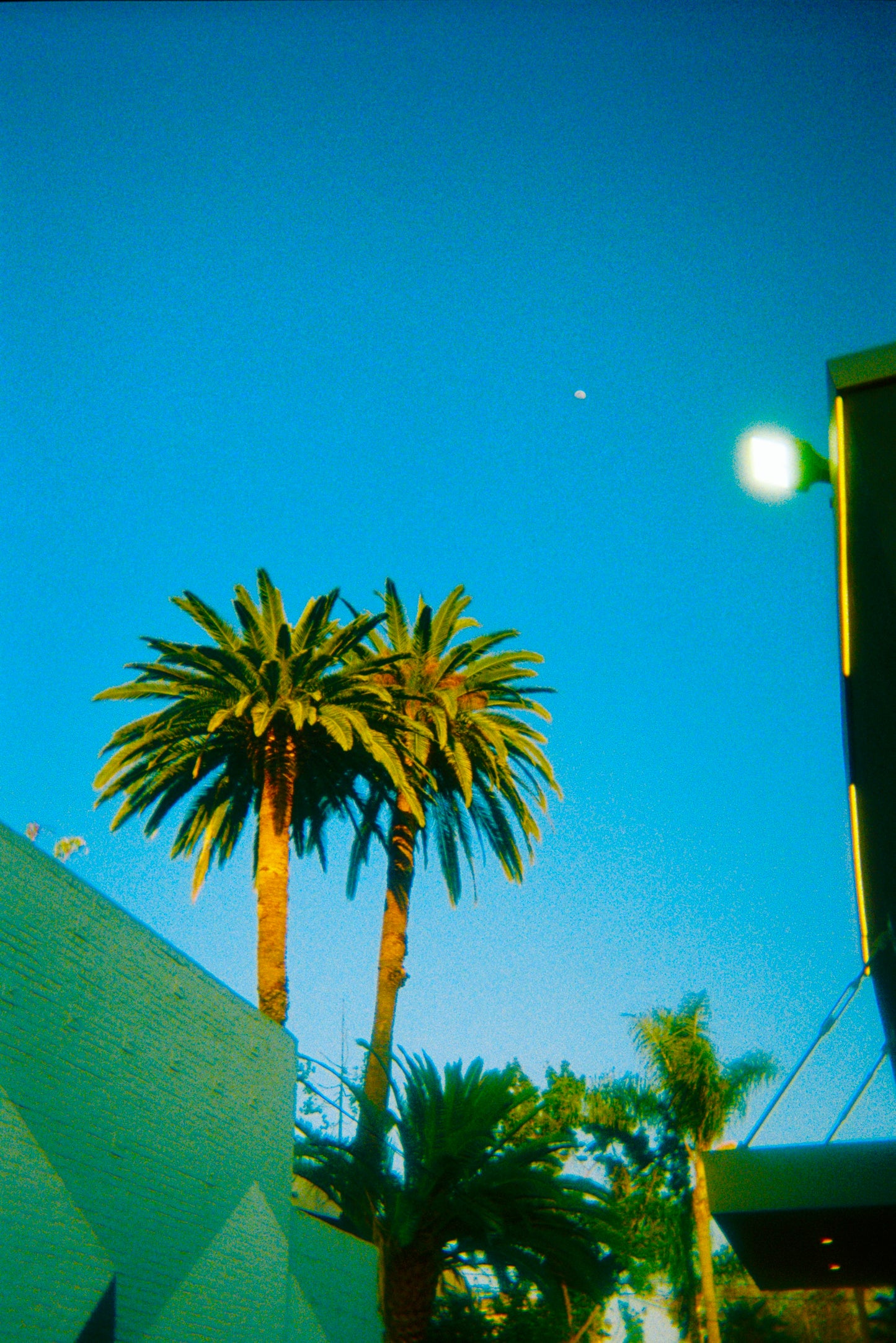 Blue Skies Green Full Moon Palm Trees Film Print