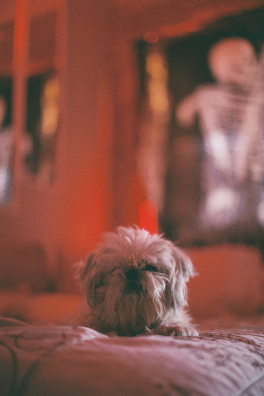 A Good Girl Film Print