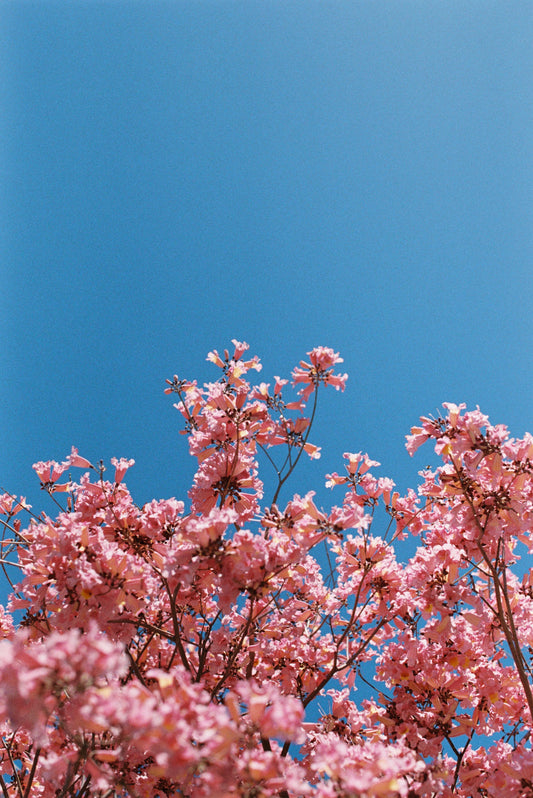Pink Flowers Blue Skies Film Print