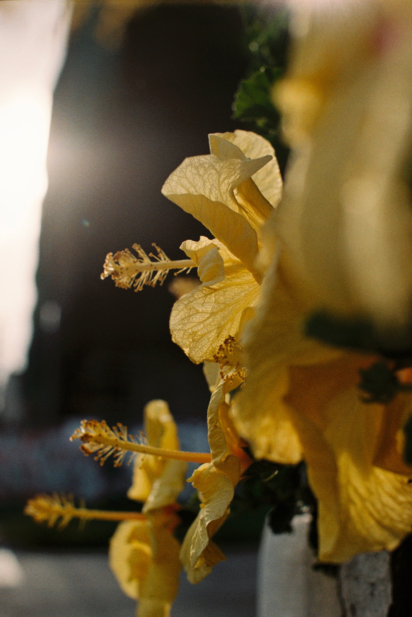 Yellow Hibiscus Flower at Golden Hour Film Print