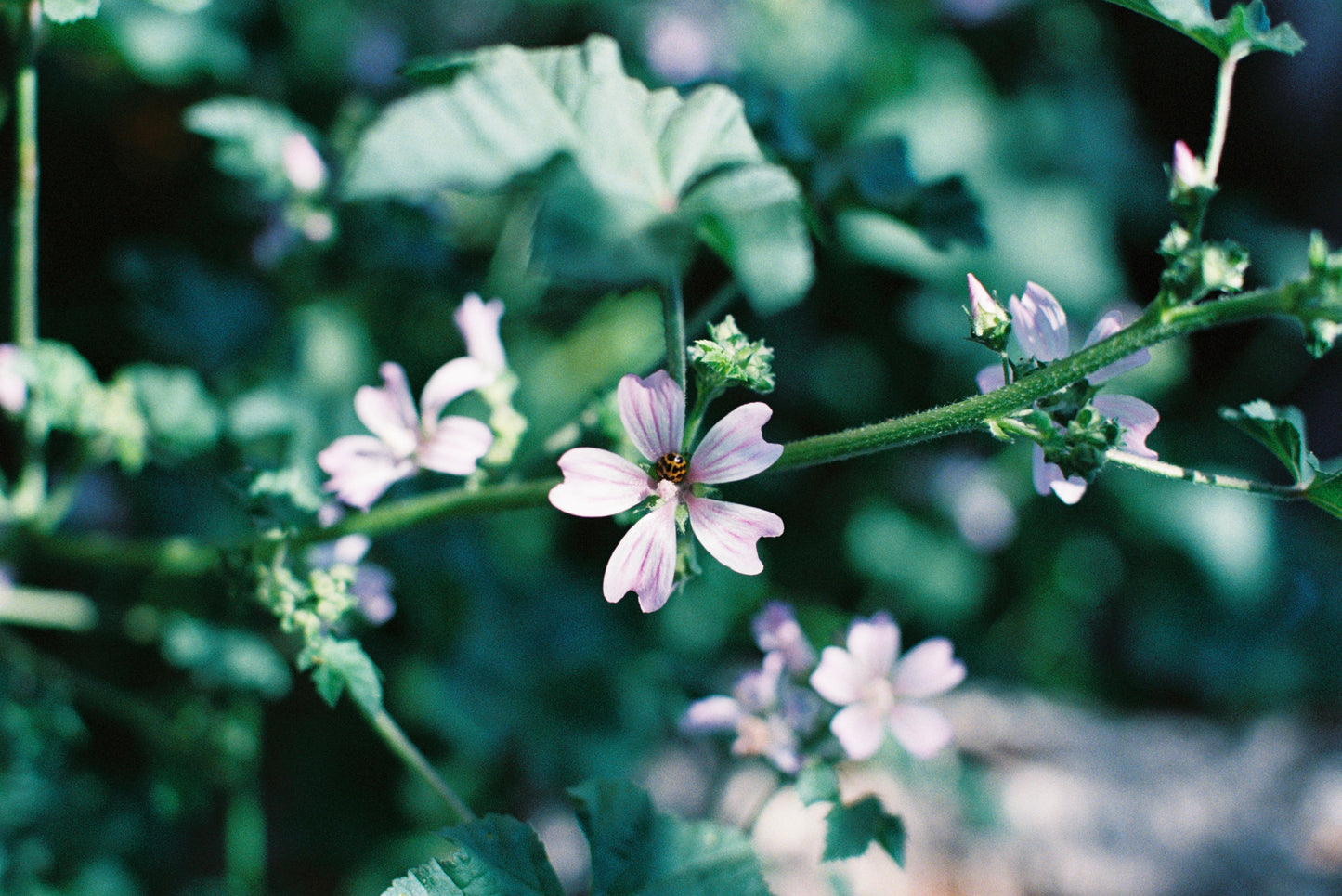 Ladybug in the Middle Film Print