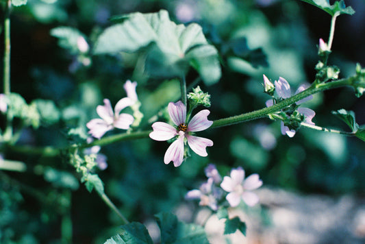 Ladybug in the Middle Film Print