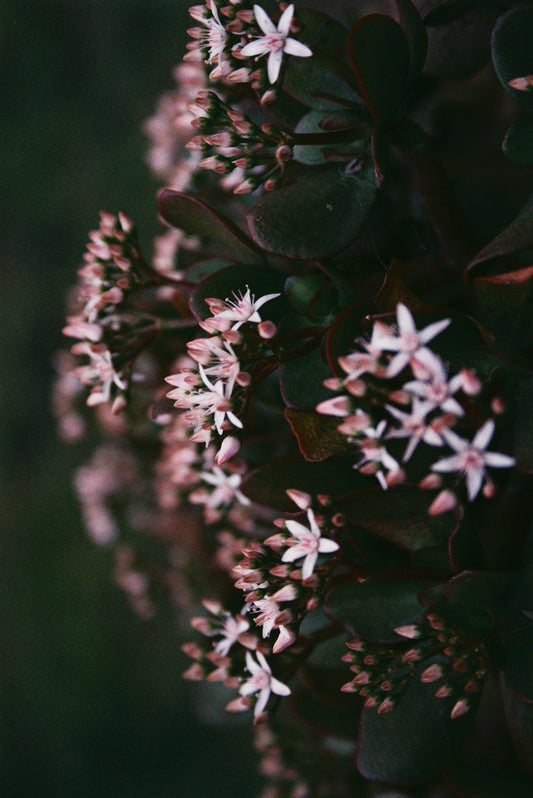 Jade Plant Blossoms Film Print