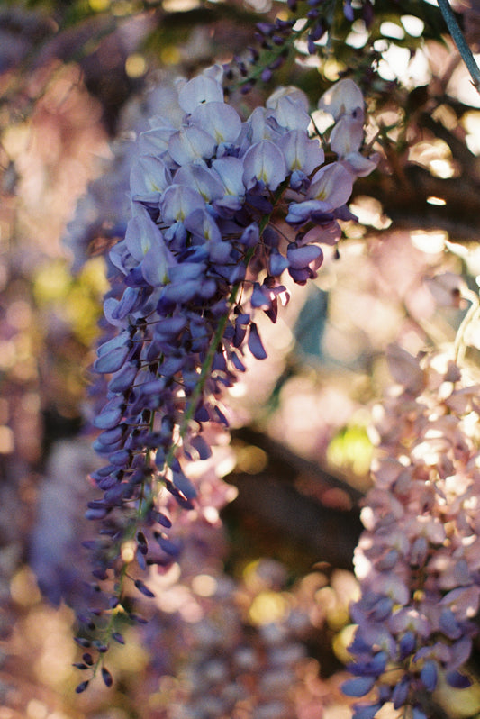 Purple Wisteria Film Print