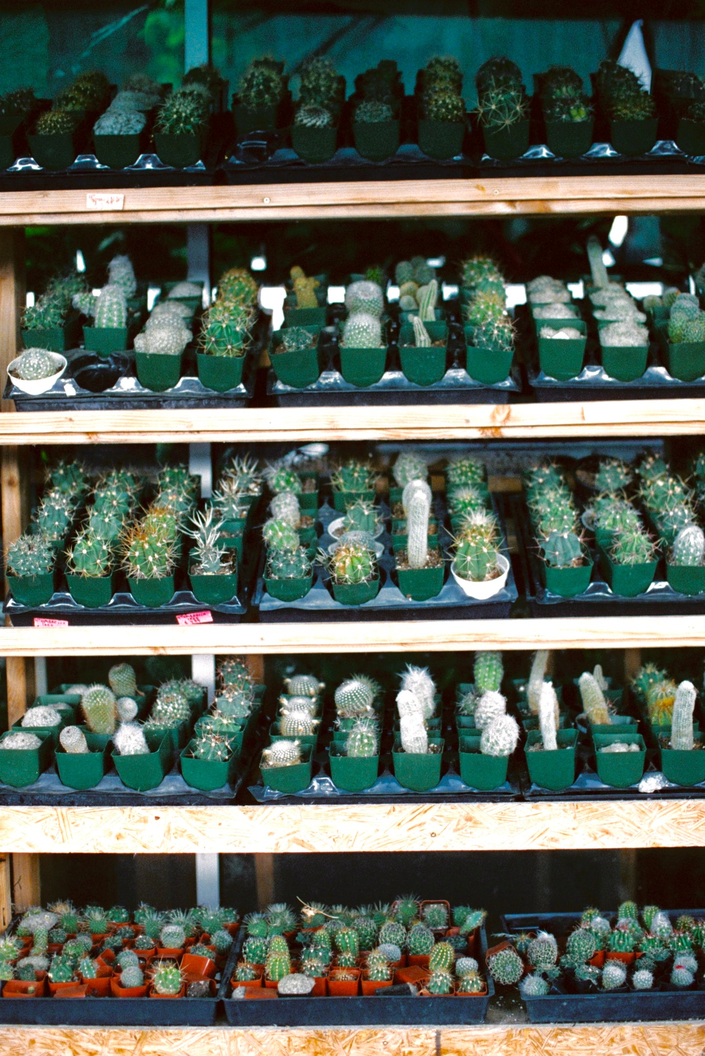 Succulents Wall Film Print